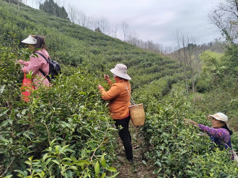 陜煤建設定點幫扶村：春茶采摘忙，茶香促振興
